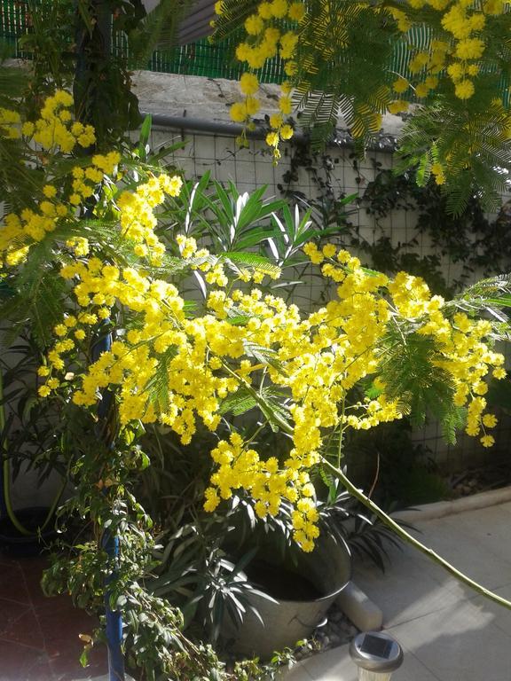 טולון Chambres Et Table D'Hotes Le Jardin De Tesse מראה חיצוני תמונה